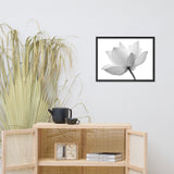 Lotus Flower Black and White Floral Nature Photo Framed Photo Paper Poster