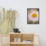 Philadelphia Fleabane Single Bloom Floral Nature Photo Framed Wall Art Print