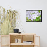 Soft Focus Phlox Carolina Floral Nature Photo Framed Wall Art Print
