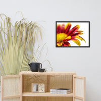 Water Droplets On Mum Petals Floral Nature Photo Framed Wall Art Print