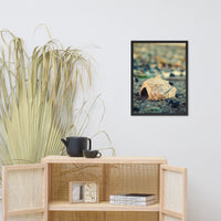Shell at Bowers 2 Coastal Nature Photo Framed Wall Art Print