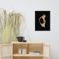 States of Erosion Image 2 Whelk Shell Coastal Nature Photo Framed Wall Art Print