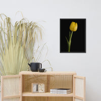 Yellow Tulip on Black Floral Nature Photo Framed Wall Art Print