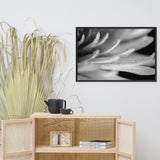 Droplets on Petals Black and White Floral Nature Photo Framed Wall Art Print