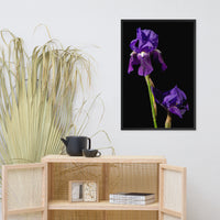 Iris on Black Floral Nature Photo Framed Wall Art Print