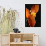 Orange Canna at Longwood Gardens Floral Nature Photo Framed Wall Art Print