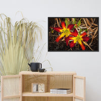 Royal Sunset Lily Floral Nature Photo Framed Wall Art Print