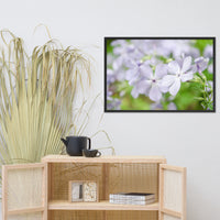 Soft Focus Phlox Carolina Floral Nature Photo Framed Wall Art Print
