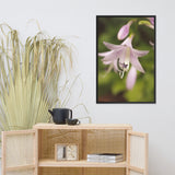 Softened Hosta Bloom Floral Nature Photo Framed Wall Art Print