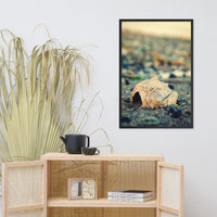 Shell at Bowers 2 Coastal Nature Photo Framed Wall Art Print