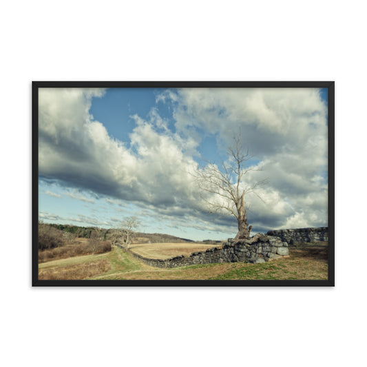 Dead Tree and Stone Wall - Split Toned Framed Photo Wall Art Prints