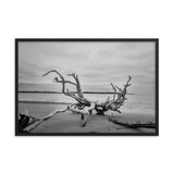 Driftwood on Boneyard Beach Florida 3 Black and White Rustic Coastal Landscape Photo Framed Wall Art Print