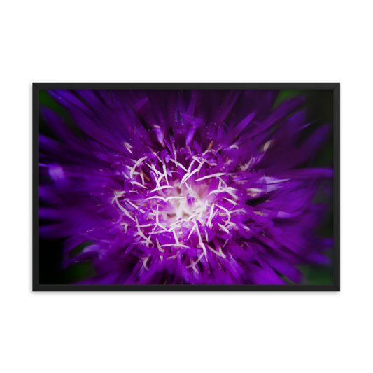 Art Prints Online: Purple Abstract Flower - Botanical / Floral / Flora / Flowers / Nature Photograph Framed Wall Art Print - Artwork - Wall Decor