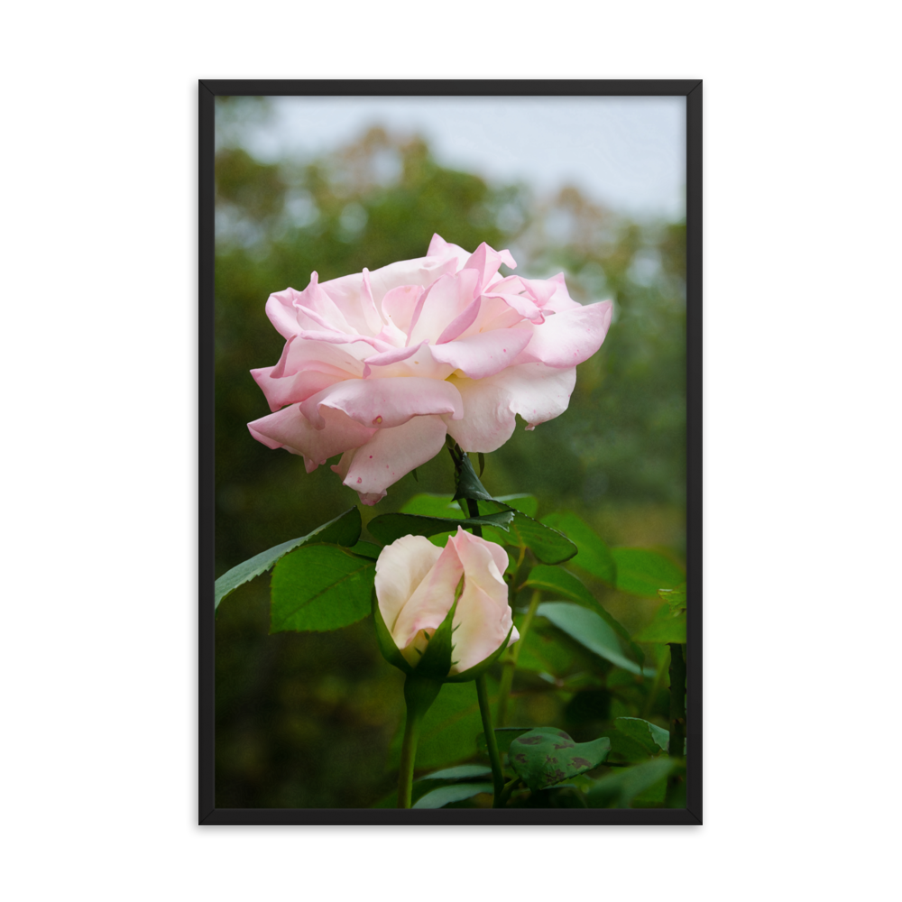Floral Artwork Framed: Admiration - Pink Rose Floral / Botanical / Nature Photo Framed Wall Art Print - Artwork - Wall Decor - Home Decor