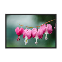 Be Still My Bleeding Heart Floral Nature Photo Framed Wall Art Print