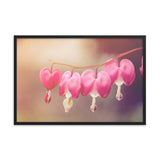 Be Still My Bleeding Heart Warm Summer Glow Floral Nature Photo Framed Wall Art Print