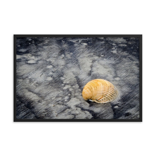 Black Sands and Seashell on the Shore Coastal Nature Photo Framed Wall Art Print