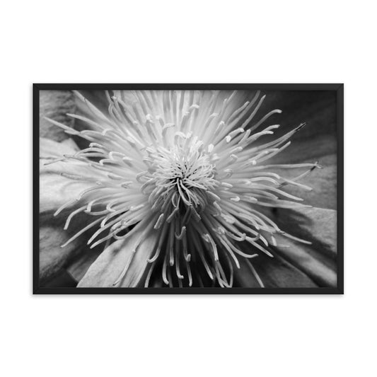 Center of Clematis Black and White Floral Nature Photo Framed Wall Art Print
