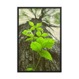Climbing The Tree Botanical Nature Photo Framed Wall Art Print