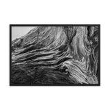 Dead Tree Boneyard Beach Florida Texture Close-up Black and White Rustic Nature Photo Framed Wall Art Print