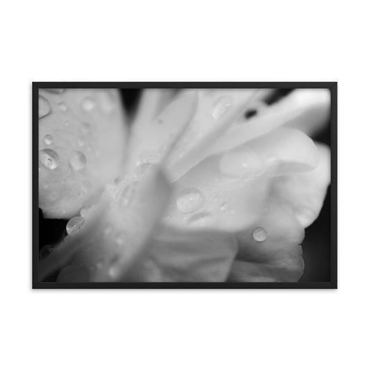 Delicate Rose Petals Black and White Floral Nature Photo Framed Wall Art Print