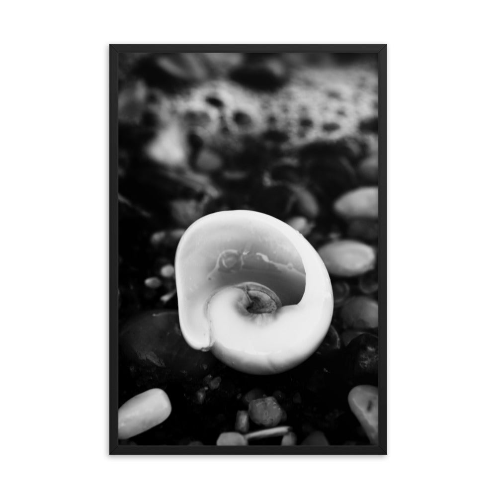 Glowing Beach Shell Black and White Coastal Nature Photo Framed Wall Art Print