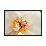 Eye of Peony Floral Nature Photo Framed Wall Art Print