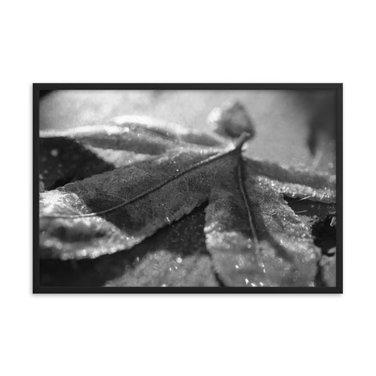 Frost Covered Leaf Black and White Botanical Nature Photo Framed Wall Art Print