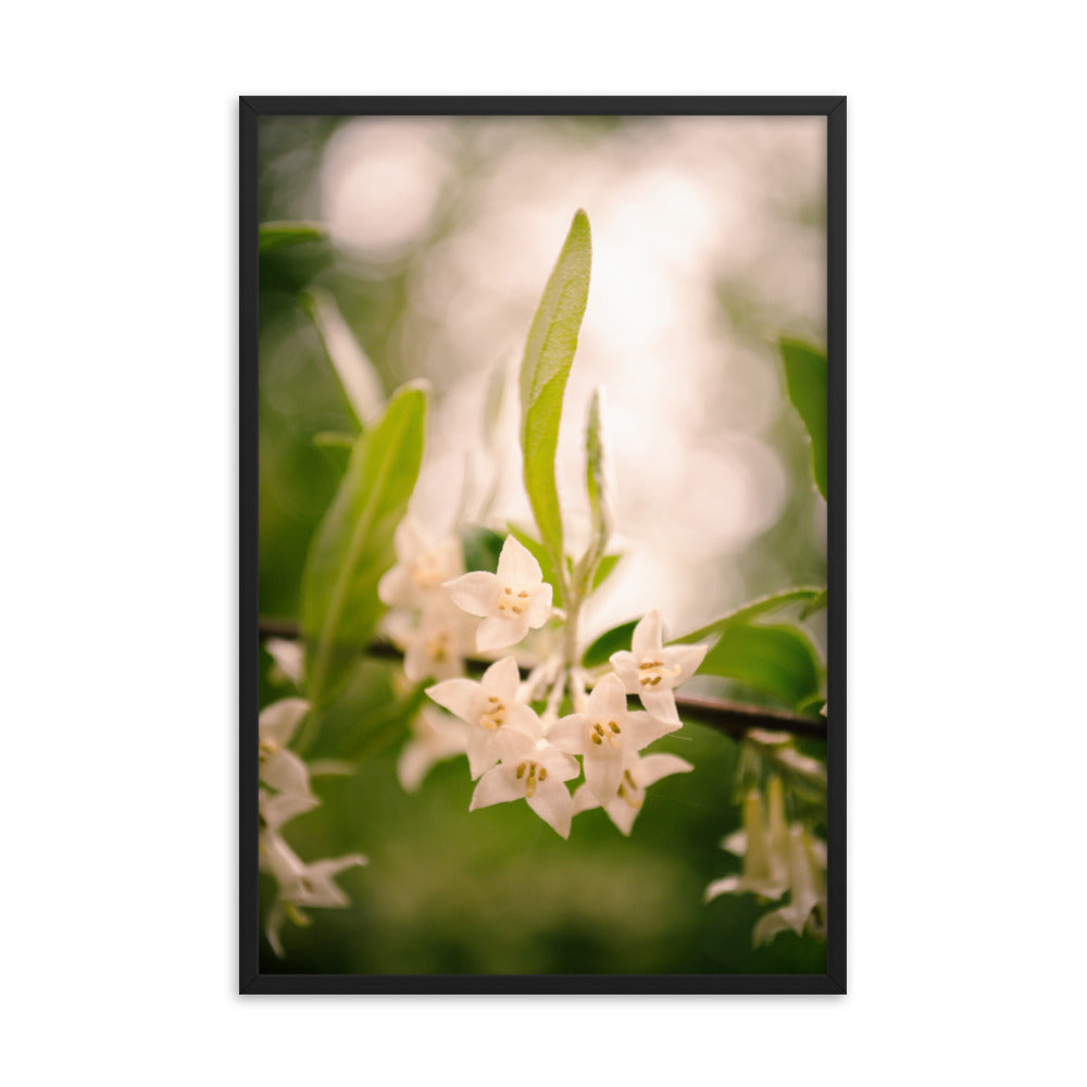 Floral Tranquility Flower Nature Photo Framed Wall Art Print