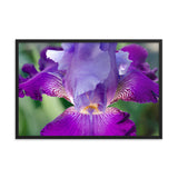 Glowing Iris Floral Nature Photo Framed Wall Art Print