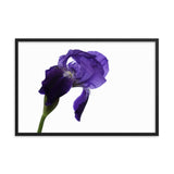 Iris On White Floral Nature Photo Framed Wall Art Print