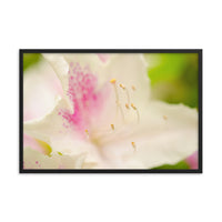 Japanese Azalea Floral Nature Photo Framed Wall Art Print