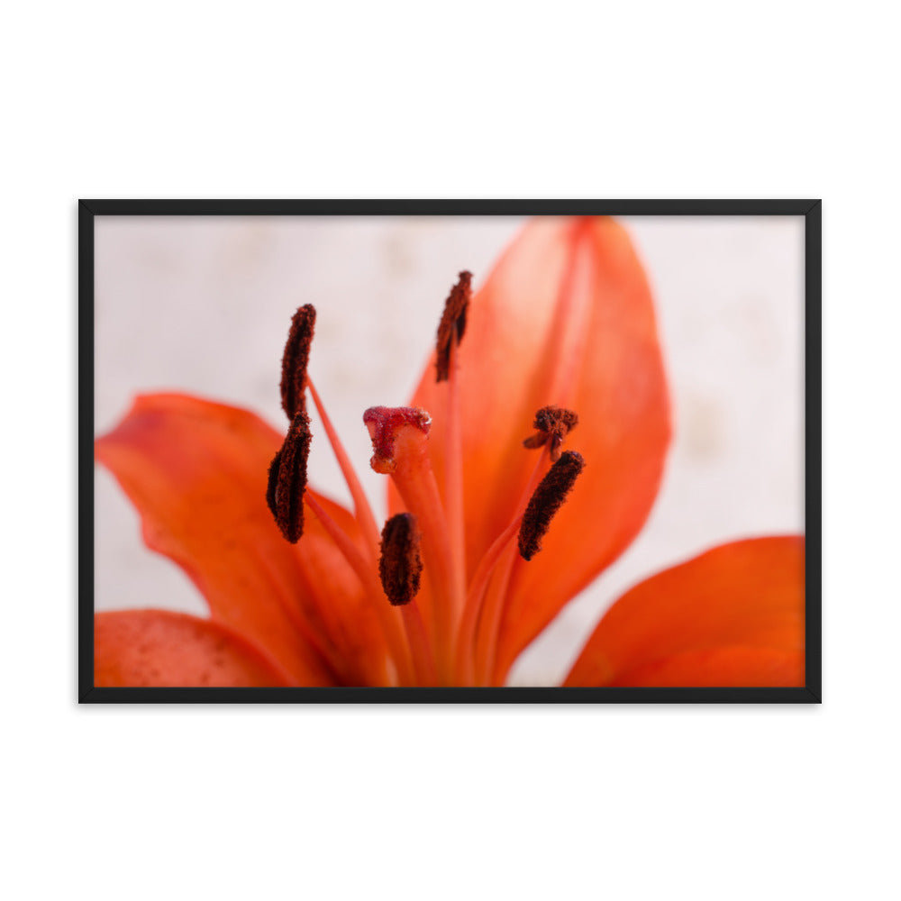 Lily Stigma Floral Nature Photo Framed Wall Art Print