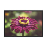 Moody Young-And-Old Age Pink Zinnia Flower Bloom Floral Nature Photo Framed Wall Art Print
