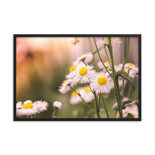 Philadelphia Fleabane Cluster Softened Floral Nature Photo Framed Wall Art Print