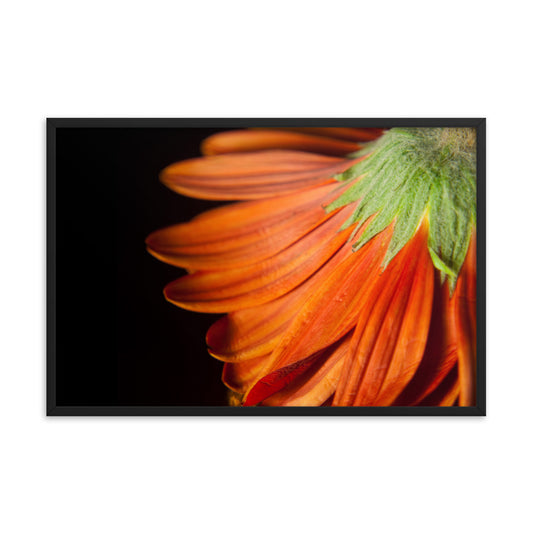 Petite Petals Floral Nature Photo Framed Wall Art Print