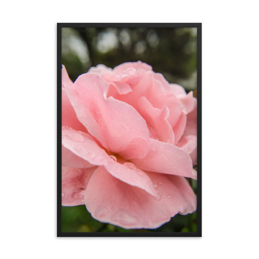 Pink Passion Floral Nature Photo Framed Wall Art Print