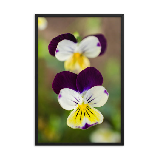 Pretty Little Violets Floral Nature Photo Framed Wall Art Print