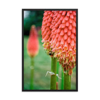 Red Hot Pokers Floral Nature Photo Framed Wall Art Print