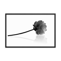 Resting Lotus Flower Black and White Effect Framed Photo Paper Poster