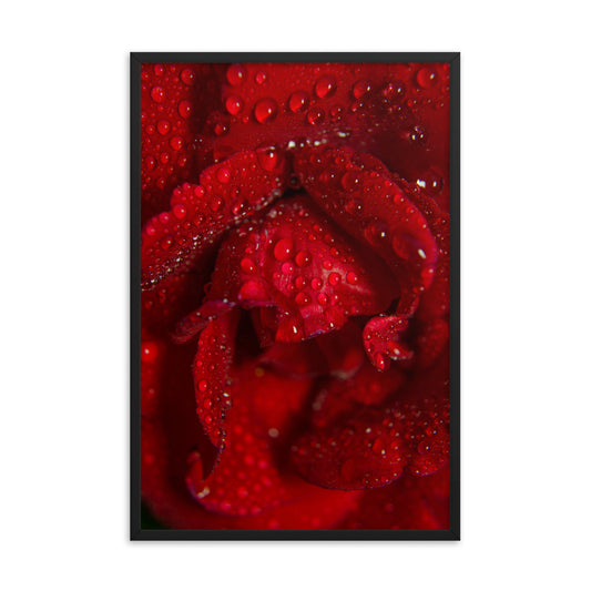 Royal Red Rose Floral Nature Photo Framed Wall Art Print