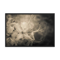 Sepia Aged Rhododendron Blooms Floral Nature Photo Framed Wall Art Print