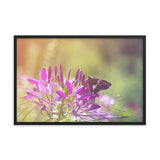 Spider Flower in Glory Light With Spotted Moth Floral Nature Photo Framed Wall Art Print