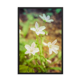 Tranquil Carolina Spring Beauty Floral Nature Photo Framed Wall Art Print