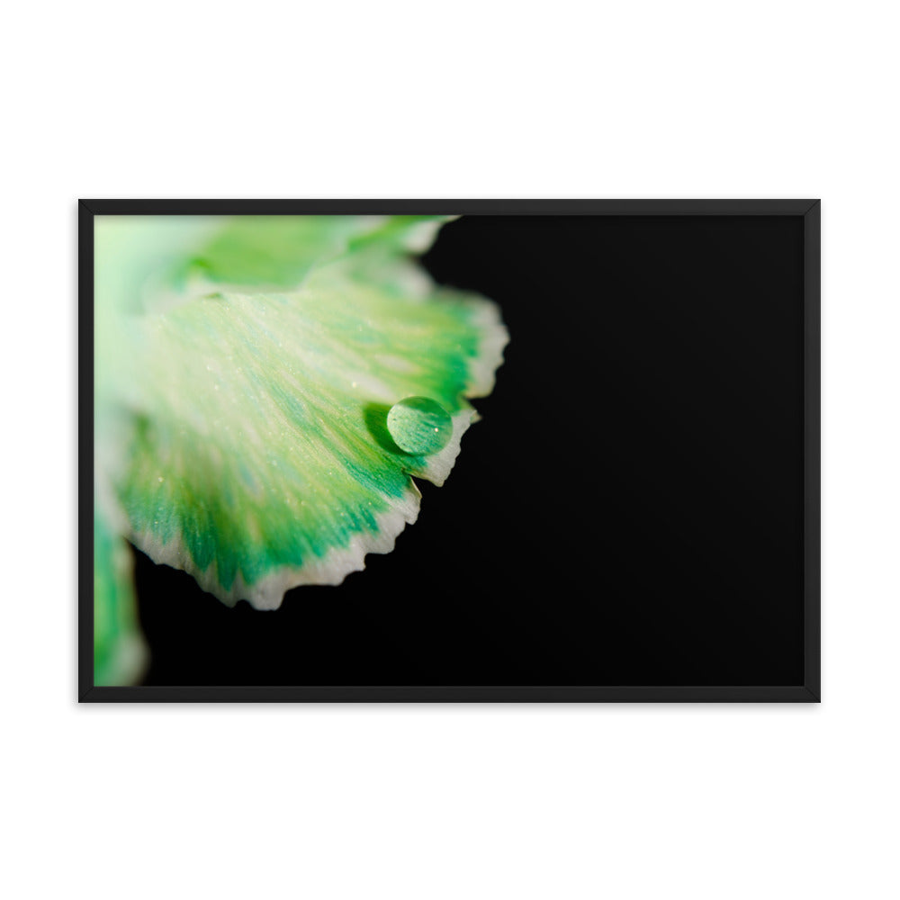 Water Droplet on Carnation Petal Floral Nature Photo Framed Wall Art Print