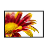 Water Droplets On Mum Petals Floral Nature Photo Framed Wall Art Print