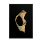 States of Erosion Image 2 Whelk Shell Coastal Nature Photo Framed Wall Art Print