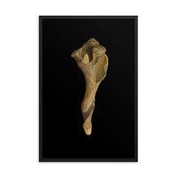States of Erosion Image 3 Whelk Shell Coastal Nature Photo Framed Wall Art Print