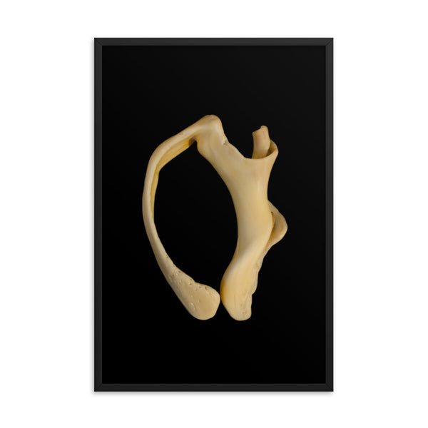 States of Erosion Image 6 Whelk Shell Coastal Nature Photo Framed Wall Art Print