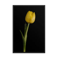 Yellow Tulip on Black Floral Nature Photo Framed Wall Art Print